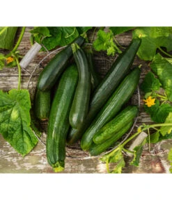 Schlangengurke -Gartenbedarf Angebote 8831000 8830788 WE MO 001 GurkeZucchini