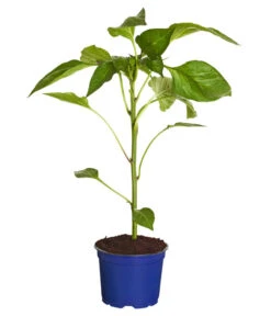 Bestseller -Gartenbedarf Angebote 8831562 WE FS 001 PaprikaTommyT12DehnerExpressZS