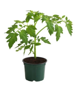 Bestseller -Gartenbedarf Angebote 8831968 WE FS 001 BioBuschtomate