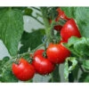 Bioland Buschtomate 1 Bioland Buschtomate -Gartenbedarf Angebote 8831968 WE MO 001 BioBuschtomate