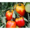 Ochsenherztomate 'Fleurette' 1 Ochsenherztomate 'Fleurette' -Gartenbedarf Angebote 8832883 WE MO 001 OchsenherztomateFleurette