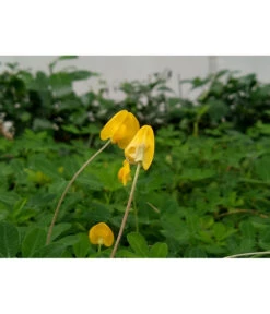 Bestseller -Gartenbedarf Angebote 8834400 PR MO 002 BioErdnussPixabay