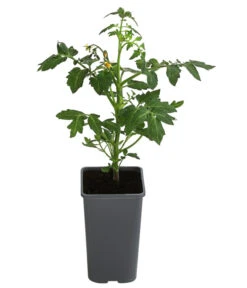 Bestseller -Gartenbedarf Angebote 8839169 WE FS 001 FleischtomateGarance