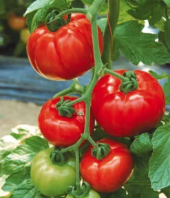 Tomate 'Garance' 10 Tomate 'Garance' -Gartenbedarf Angebote 8839169 WE MO 002 FleischtomateGarance