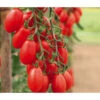 Mini San-Marzano Tomate 'Trilly' 1 Mini San-Marzano Tomate 'Trilly' -Gartenbedarf Angebote 8839326 WE MO 002 PflaumentomateTrilly