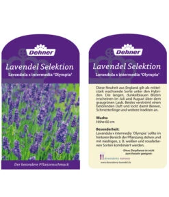 Lavendel 'Olympia' -Gartenbedarf Angebote LavendelOlympia