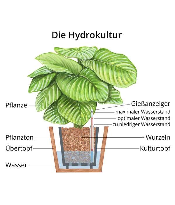 Baumfreund - Philodendron Cultivars 'Xanadu', Hydrokultur 4 Baumfreund - Philodendron Cultivars 'Xanadu', Hydrokultur – Bild 2